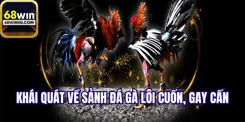 Khái quát về sảnh đá gà 68win